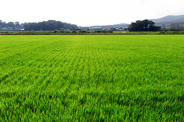 Korean traditional rice farming. Korean rice farming scenery. Rice field and the sky in Ganghwa-gun, Incheon, Republic of Korea.