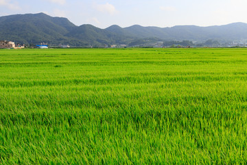 Korean traditional rice farming. Korean rice farming scenery. Rice field and the sky in Ganghwa-gun, Incheon, Republic of Korea.