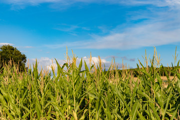 Blooming corn field in summer under blue sky