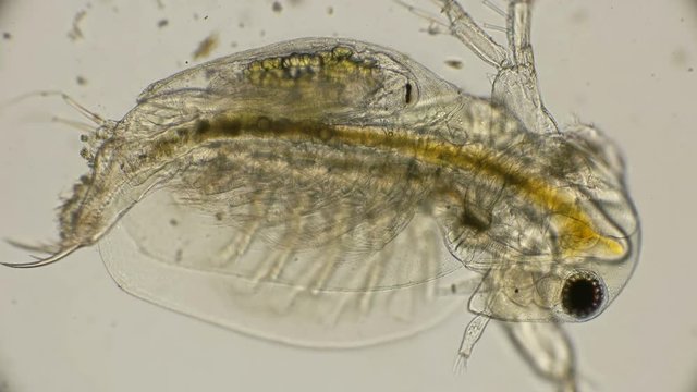 the operation of the thoracic legs of Cladocera Sida crystallina responsible for filtration and respiration, under a microscope
