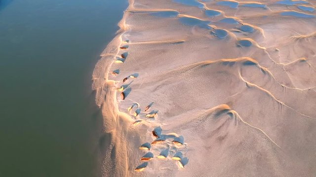 Drone footage of sandbanks with seals in Berck-Plage, France.