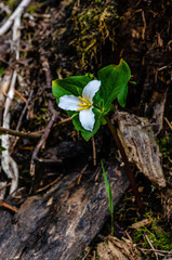 Trillium Growing in the Colville National Forest