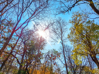 Fototapeta premium Uprisen angle of living tree in the tropical forest in spring season.