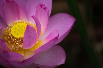 蓮の花びら　クローズアップ