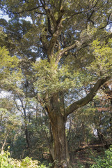 国立科学博物館附属自然教育園のシイの巨木（東京都港区）