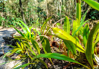 Young orchid foliages grow in the dead log