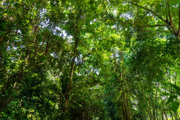 Fototapeta na wymiar View of trees and green leaves in the tropical forest with blue sky and shiny sun un the middle.