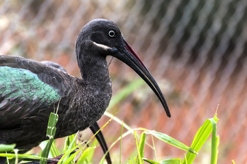 Hadada Ibis, Bostrychia hagedash, bird with long bill in Kampala, Uganda, Africa