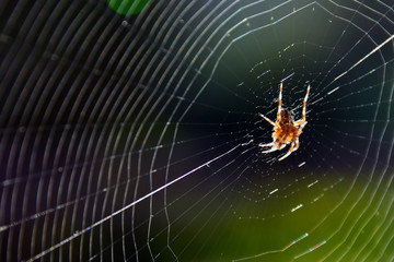 Il ragno dalla croce ,in mezzo alla sua ragnatela