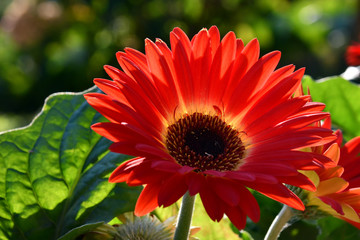 Le rosse gerbere nel giardino.