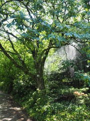 Lush green tree in the botanical gardens of Cologne.