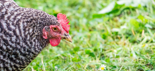 Pockmarked chicken plymutrok in the garden among the green vegetation. Panorama. Copy spase for text_