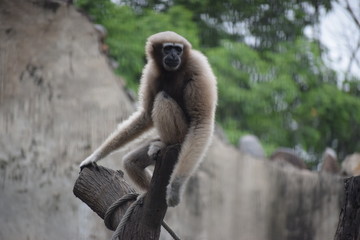 Obraz premium brown chimpanzee