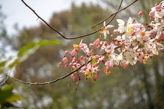 Flowers of Cassia bakeriana or common name Horse Cassia , Pink Cassia , Pink Shower or Wishing Tree. Flowering plants in the legume family usually found in every part of Thailand.