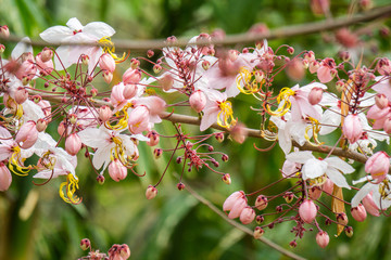 Flowers of Cassia bakeriana or common name Horse Cassia , Pink Cassia , Pink Shower or Wishing Tree. Flowering plants in the legume family usually found in every part of Thailand.