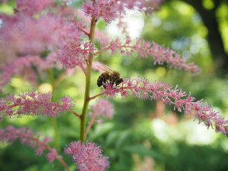 Pink flower with bee and green plants in the background