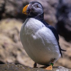 Sadness Puffin are living closed in Zoo.