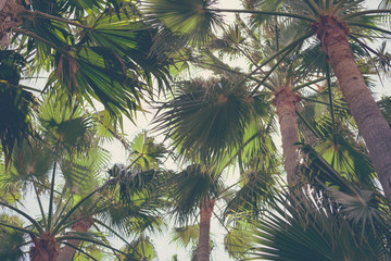 Background of pattern palm trees and leaves.