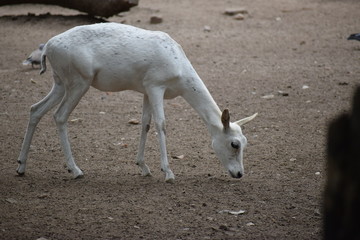 white deer