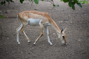 Fototapeta premium brown deer