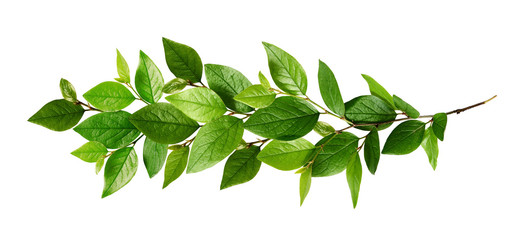 Twig with fresh green leaves