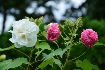 埼玉県滑川町の森林公園
