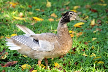 Ente im Park
