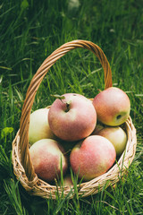 Apples in a Basket