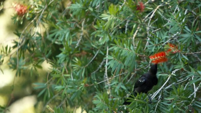 Tui Bird Eating red plant New Zealand