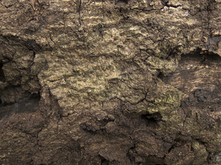 Rotten wood texture 004