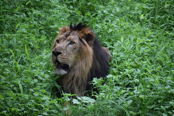 Relaxing Asiatic Lion 