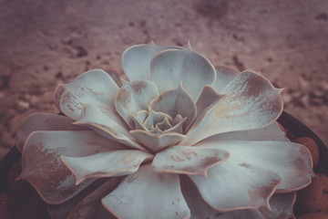 Echeveria succulent plant filtered
