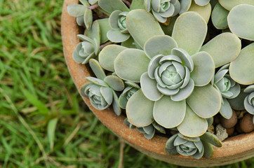Selective Focus of Orostachys boehmeri – Chinese Dunce Cap ,Succulent Houseplant in clay pot Back...