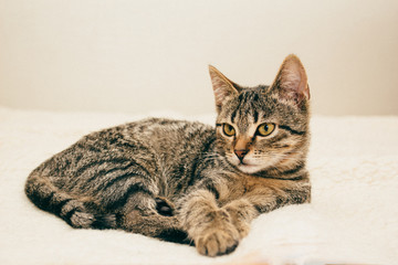 The cat lies on a bed of beige color
