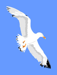 Obraz premium Seagull fly on blue sky background vector illustration, sea or ocean bird with spread wings. Bird fly silhouette.