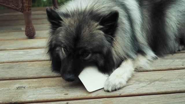 Keeshond chewing on rawhide card.