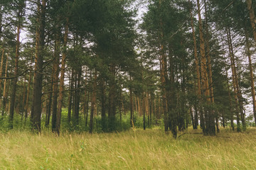 Green pine forest filtered