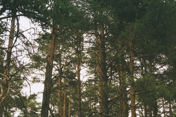 Green pine forest filtered