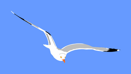 Seagull fly on blue sky background vector illustration, sea or ocean bird with spread wings. Bird fly silhouette.