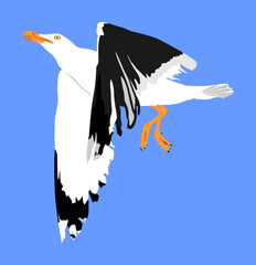 Naklejka premium Seagull fly on blue sky background vector illustration, sea or ocean bird with spread wings. Bird fly silhouette.