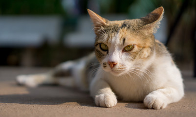 Orange and white Cat lays down on the concrete ground and gazing something.