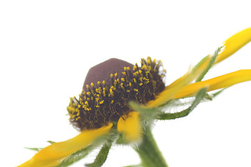 flowers of rudbeckia on a white background