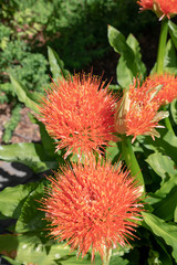 Feuerblumen