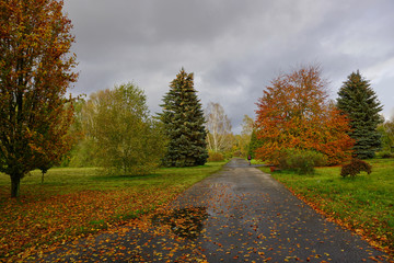 Autumn landscape - autumn  trees  in cloudy day - autumn in park
