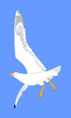 Naklejka premium Seagull fly on blue sky background vector illustration, sea or ocean bird with spread wings. Bird fly silhouette.