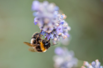 Honey Bees