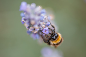 Honey Bees