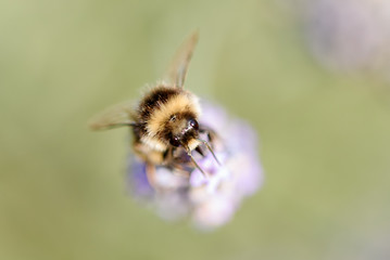 Honey Bees