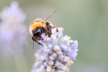 Honey Bees