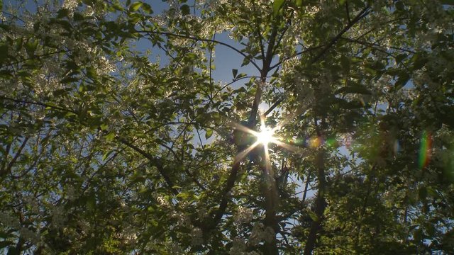 Camera pans left across Schubert cherry tree's canopy of leaves and white flowers. Sun is visible throughout. Wide shot.